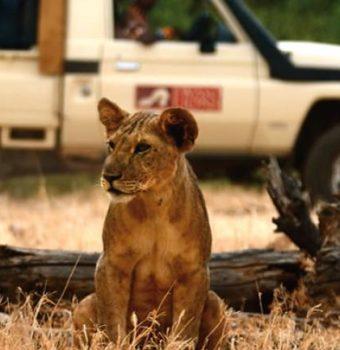 Lion Warriors Make Peace in the Rain