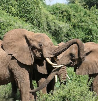 Vogue: Who Will Save the Elephants?
