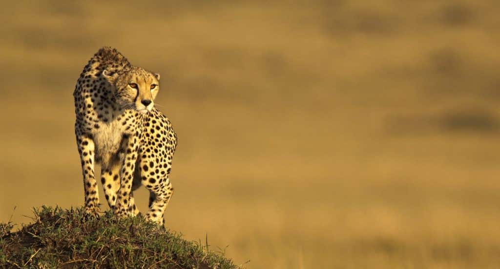 cheetah_Ken and Michelle Dyball
