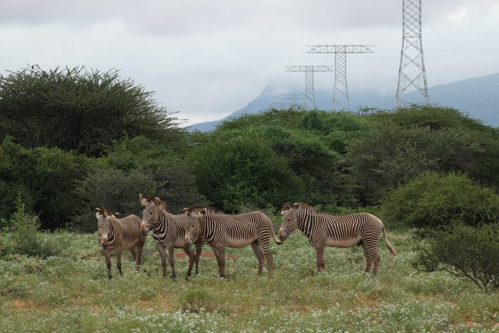 Grevy's zebras in front of construction