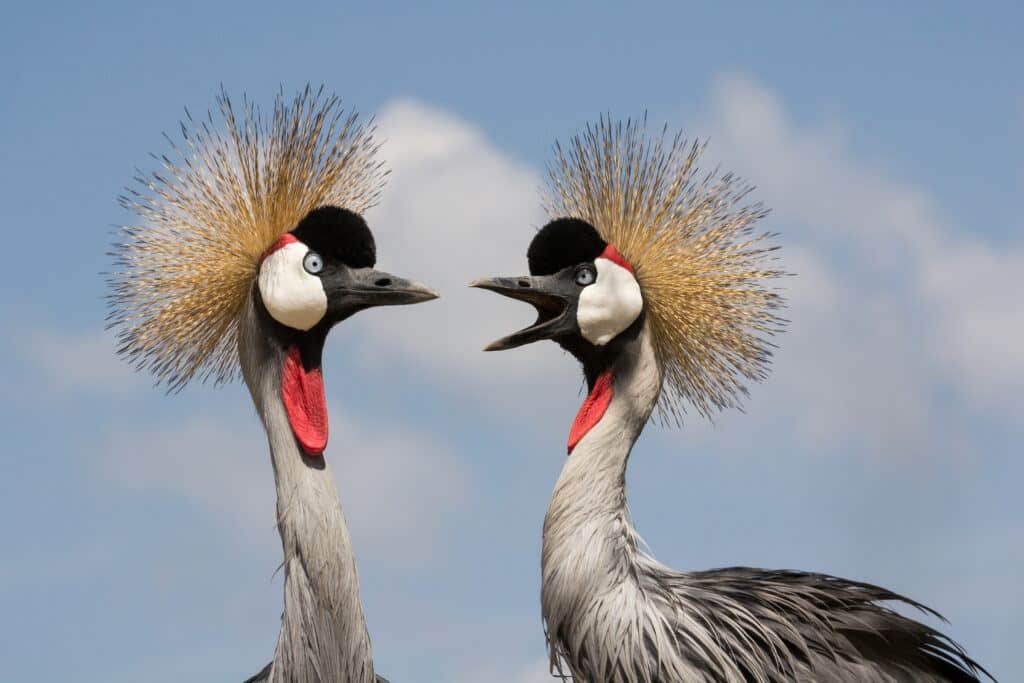 Grey Crowned Cranes