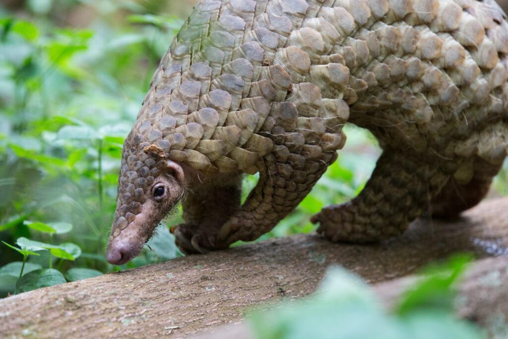 Sunda pangolin (Suzi Eszterhas)
