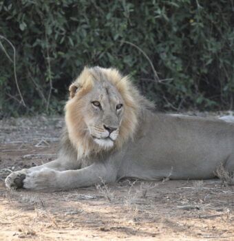 Lions Taking Bolder Steps