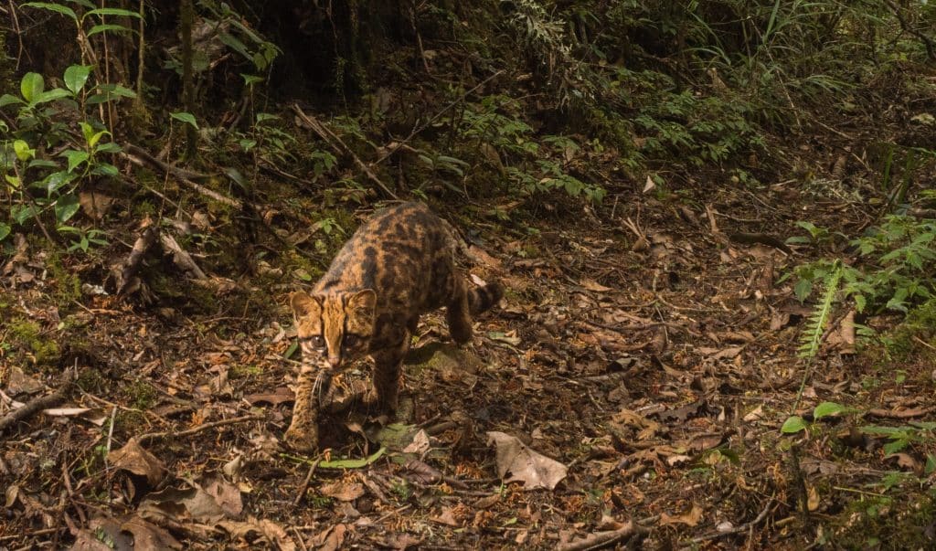 clouded tiger cat-Nick Hawkins